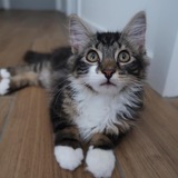 Entry image for Wilbur