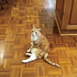 Entry image for Tasha