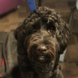 Entry image for Norman 