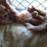 Entry image for ninja