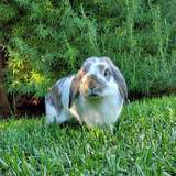 Entry image for Herbert (Herb)