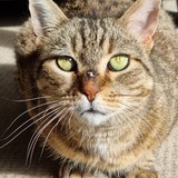 Entry image for Leopold 