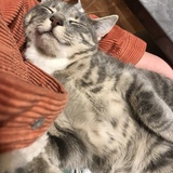 Entry image for Mishka