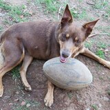 Entry image for Daisy