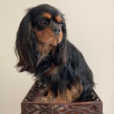 Entry image for Louis