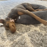 Entry image for Daisy