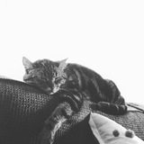 Entry image for Lizzie 