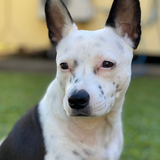 Entry image for Prince