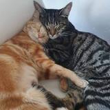 Entry image for Nala & Leo