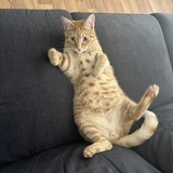 Entry image for Nacho Weck