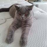 Entry image for Penny