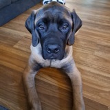 Entry image for Molly