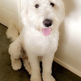 Entry image for Frankie