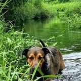 Entry image for Moose