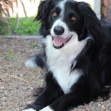 Entry image for Rangi