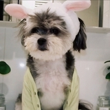 Entry image for Jingles