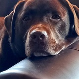 Entry image for Marley