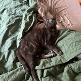 Entry image for Lou Lou