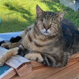 Entry image for Odie