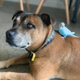 Entry image for Duke