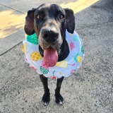 Entry image for Zeus