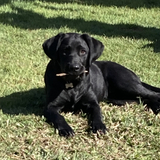 Entry image for Kirra