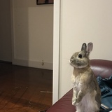 Entry image for Milo 