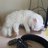 Entry image for sylvia