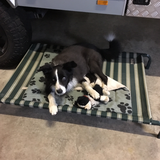 Entry image for Charlie 