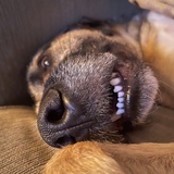 Entry image for Riley