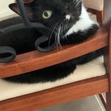 Entry image for Francine 