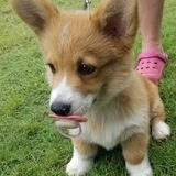 Entry image for Atari