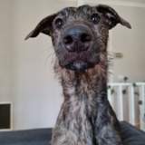 Entry image for Ollie