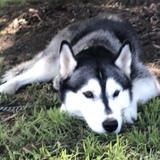 Entry image for Zarah Garcines