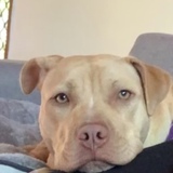 Entry image for Olive