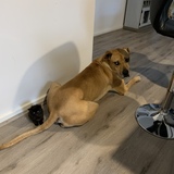 Entry image for Goofy 