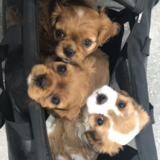 Entry image for Malibu and Miko 