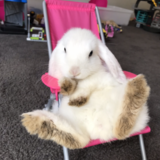 Entry image for Snowball 