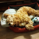 Entry image for Jasper 