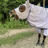 Entry image for Prince