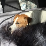 Entry image for Jessie