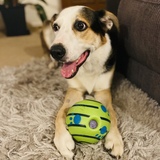 Entry image for Buddy