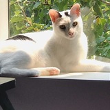 Entry image for Milo 