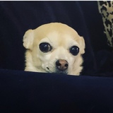 Entry image for Baby Pea