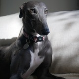 Entry image for Sooty