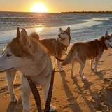 Entry image for Cruz Shadow and Bella