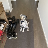 Entry image for Spotley