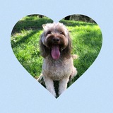 Entry image for Milo