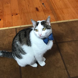 Entry image for Mowgli