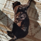 Entry image for Tilly